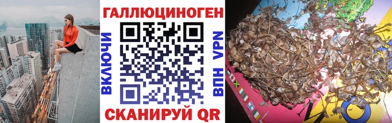 Псилоцибиновые грибы Psilocybe  Купить где  Бологое 